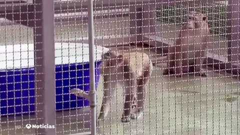 NUEVA MACACOS NUEVA MACACOS