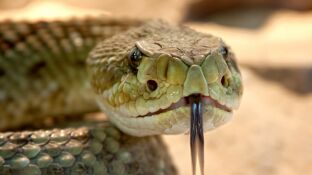 Imagen de archivo de una serpiente