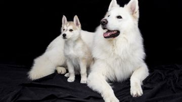 Perros