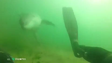 El 'navalleiro' Roger explica su increíble amistad con el delfín Manoliño: "Lo acariciaba, casi lo abrazaba con las aletas" El 'navalleiro' Roger explica su increíble amistad con el delfín Manoliño: "Lo acariciaba, casi lo abrazaba con las aletas"