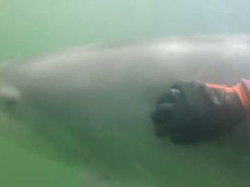 Manoliño, un delfín que se deja querer por un mariscador bajo las aguas de la Ría de Muros y Noia