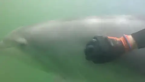 Manoliño, un delfín que se deja querer por un mariscador bajo las aguas de la Ría de Muros y Noia Manoliño, un delfín que se deja querer por un mariscador bajo las aguas de la Ría de Muros y Noia