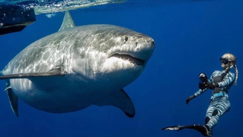 El alegato de One Ocean Diving sobre el gran tiburón blanco: "Son grandes, pero no son malos"