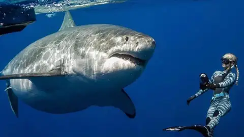 El alegato de One Ocean Diving sobre el gran tiburón blanco: "Son grandes, pero no son malos" El alegato de One Ocean Diving sobre el gran tiburón blanco: "Son grandes, pero no son malos"