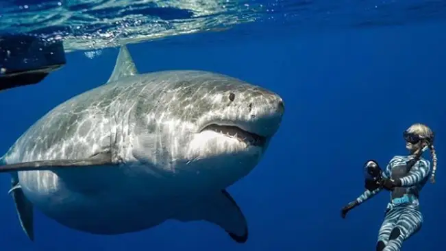 El alegato de One Ocean Diving sobre el gran tiburón blanco: "Son grandes, pero no son malos" El alegato de One Ocean Diving sobre el gran tiburón blanco: "Son grandes, pero no son malos"