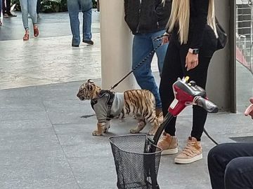 La mujer paseando el tigre