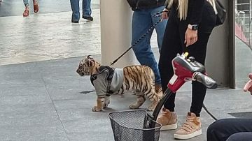 La mujer paseando el tigre