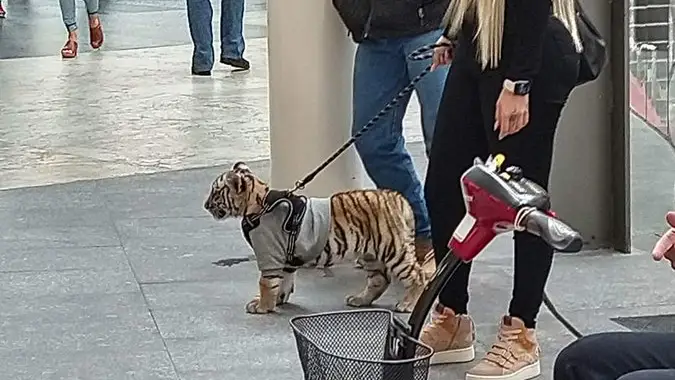 La mujer paseando el tigre La mujer paseando el tigre