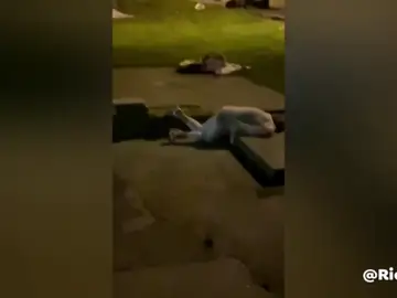 Una boda acaba siendo una auténtica batalla campal y con la novia a puñetazo limpio en Gales Una boda acaba siendo una auténtica batalla campal y con la novia a puñetazo limpio en Gales