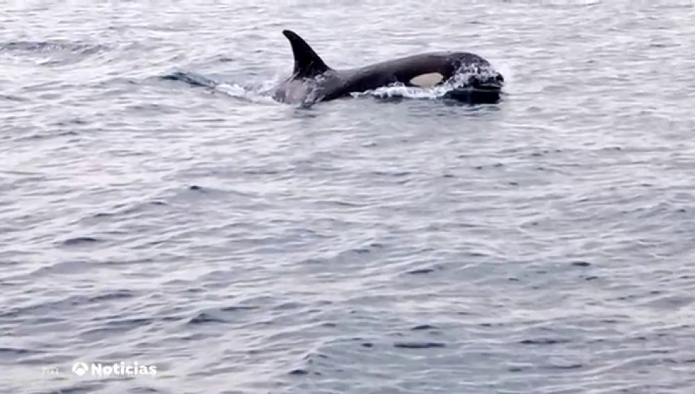 Las impactantes imágenes de varias orcas 'atacando' a un barco pesquero en San Sebastián