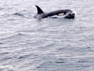 Las impactantes imágenes de varias orcas 'atacando' a un barco pesquero en San Sebastián