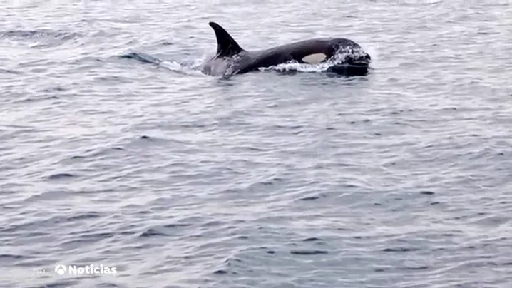 Las impactantes imágenes de varias orcas 'atacando' a un barco pesquero en San Sebastián Las impactantes imágenes de varias orcas 'atacando' a un barco pesquero en San Sebastián