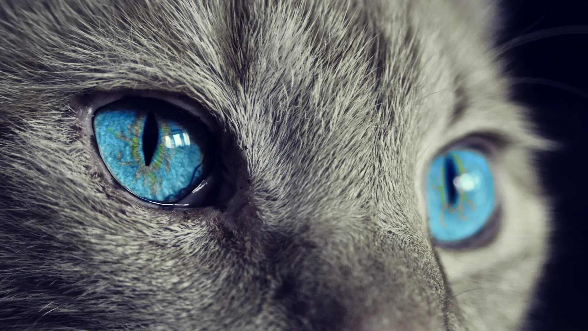 Muere un gato influencer tras presenciar el ataque a su dueña en un parque de Nueva York Muere un gato influencer tras presenciar el ataque a su dueña en un parque de Nueva York
