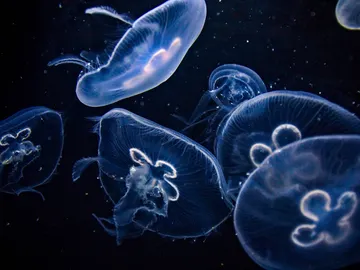Comer medusas como alternativa para una pesca sostenible Comer medusas como alternativa para una pesca sostenible