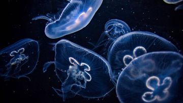 Comer medusas como alternativa para una pesca sostenible