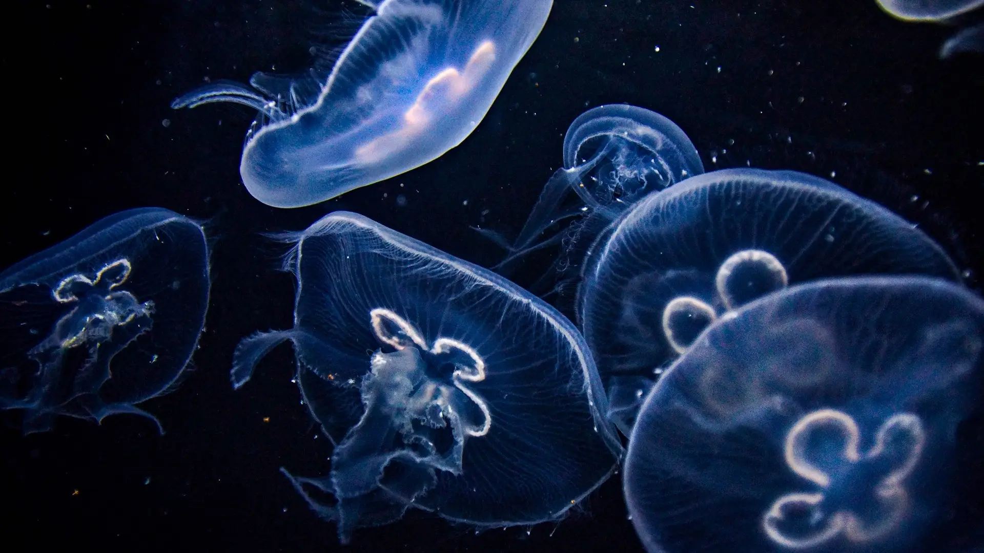 Comer medusas como alternativa para una pesca sostenible Medusa