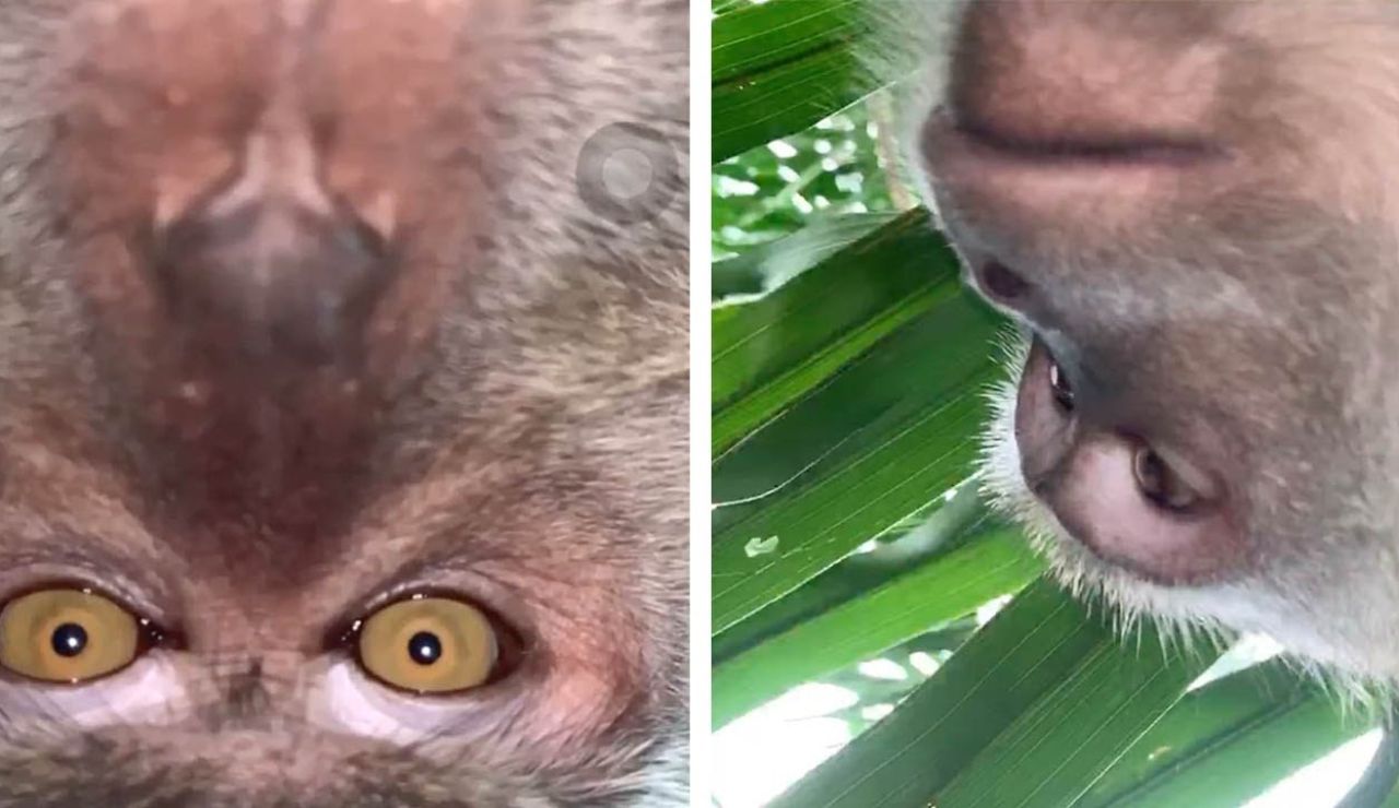 Mono haciéndose selfies