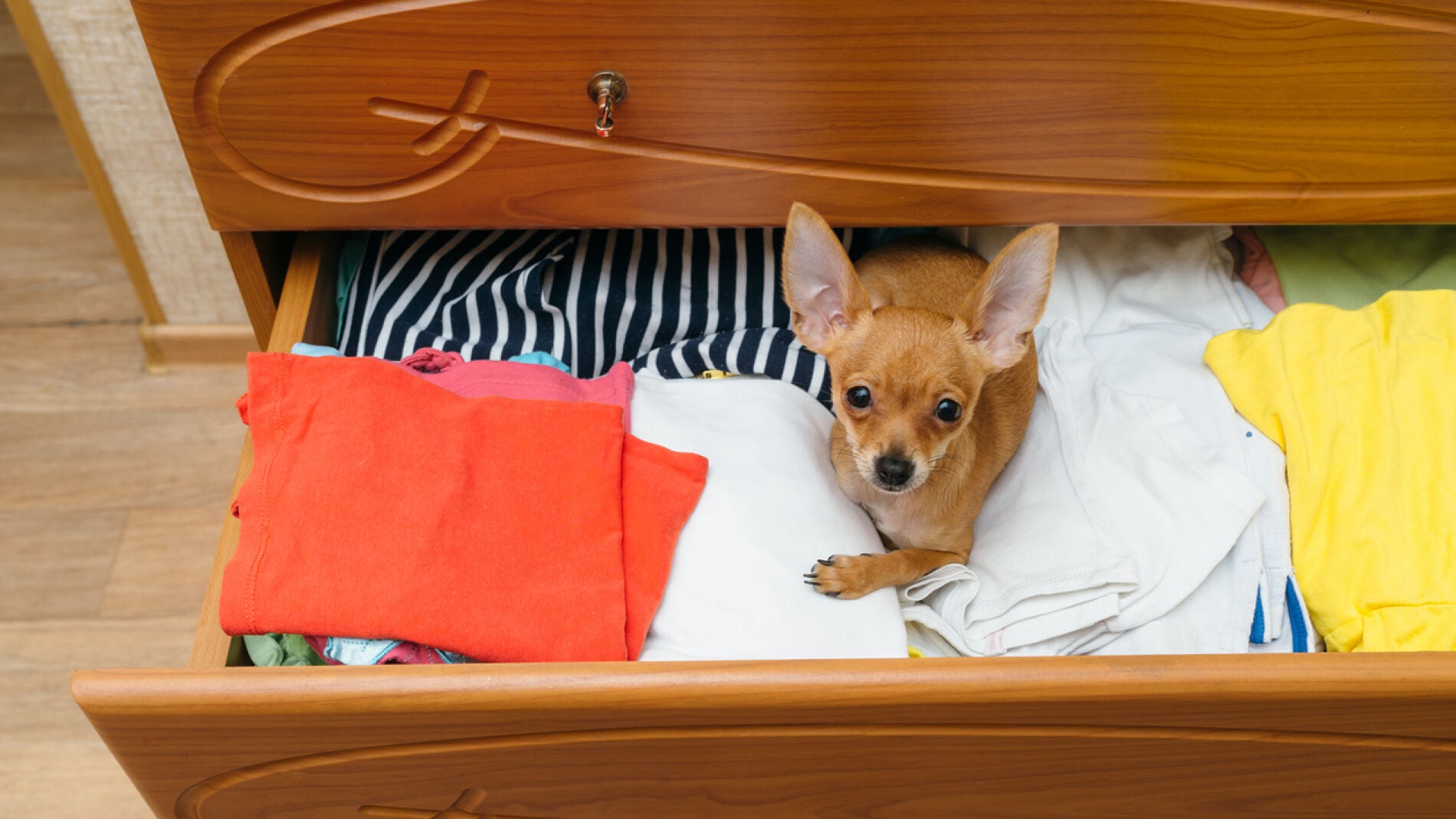 Un perro se cuela entre los cajones de ropa