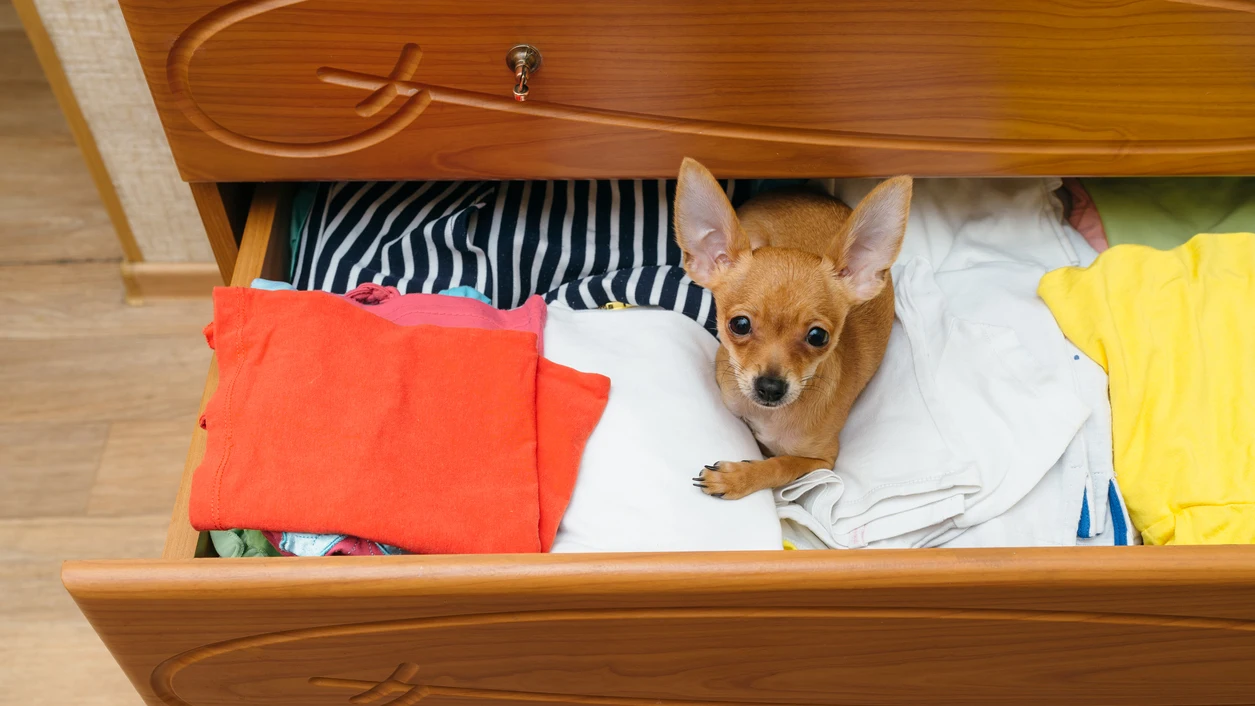 Un perro se cuela entre los cajones de ropa