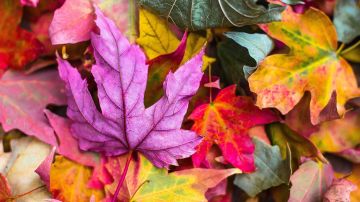 ¿De qué árbol provienen y cuál es el origen de las hojas de otoño?
