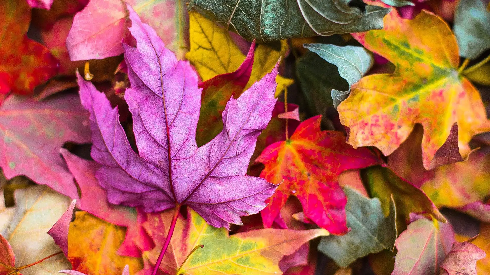 &iquest;De qu&eacute; &aacute;rbol provienen y cu&aacute;l es el origen de las hojas de oto&ntilde;o?
