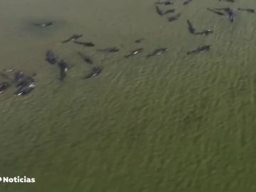 El complicado rescate de 270 ballenas piloto atrapadas en una playa australiana