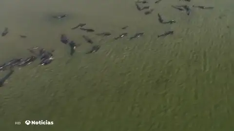 El complicado rescate de 270 ballenas piloto atrapadas en una playa australiana El complicado rescate de 270 ballenas piloto atrapadas en una playa australiana