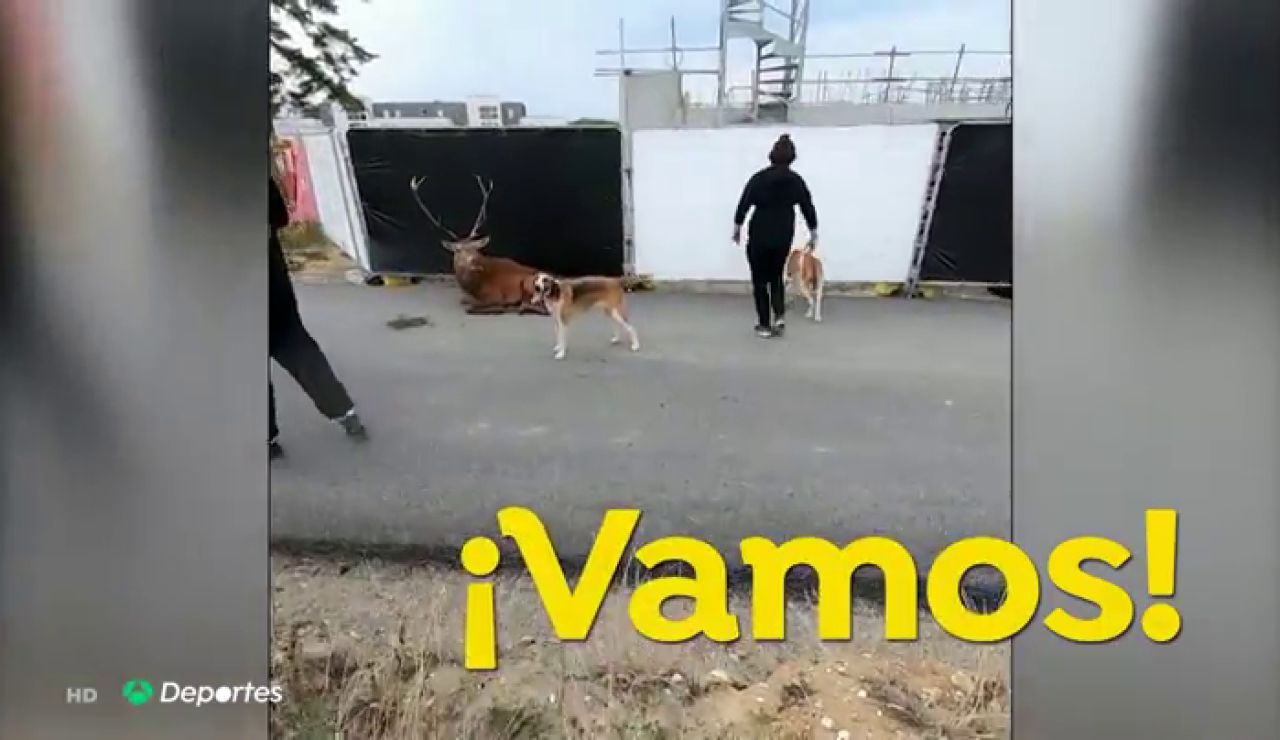 La terrible escena de un ciervo agonizando ante varios perros de caza desata una pelea entre cazadores y animalistas en Francia