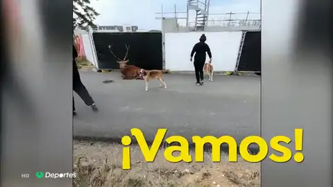 La terrible escena de un ciervo agonizando ante varios perros de caza desata una pelea entre cazadores y animalistas en Francia La terrible escena de un ciervo agonizando ante varios perros de caza desata una pelea entre cazadores y animalistas en Francia