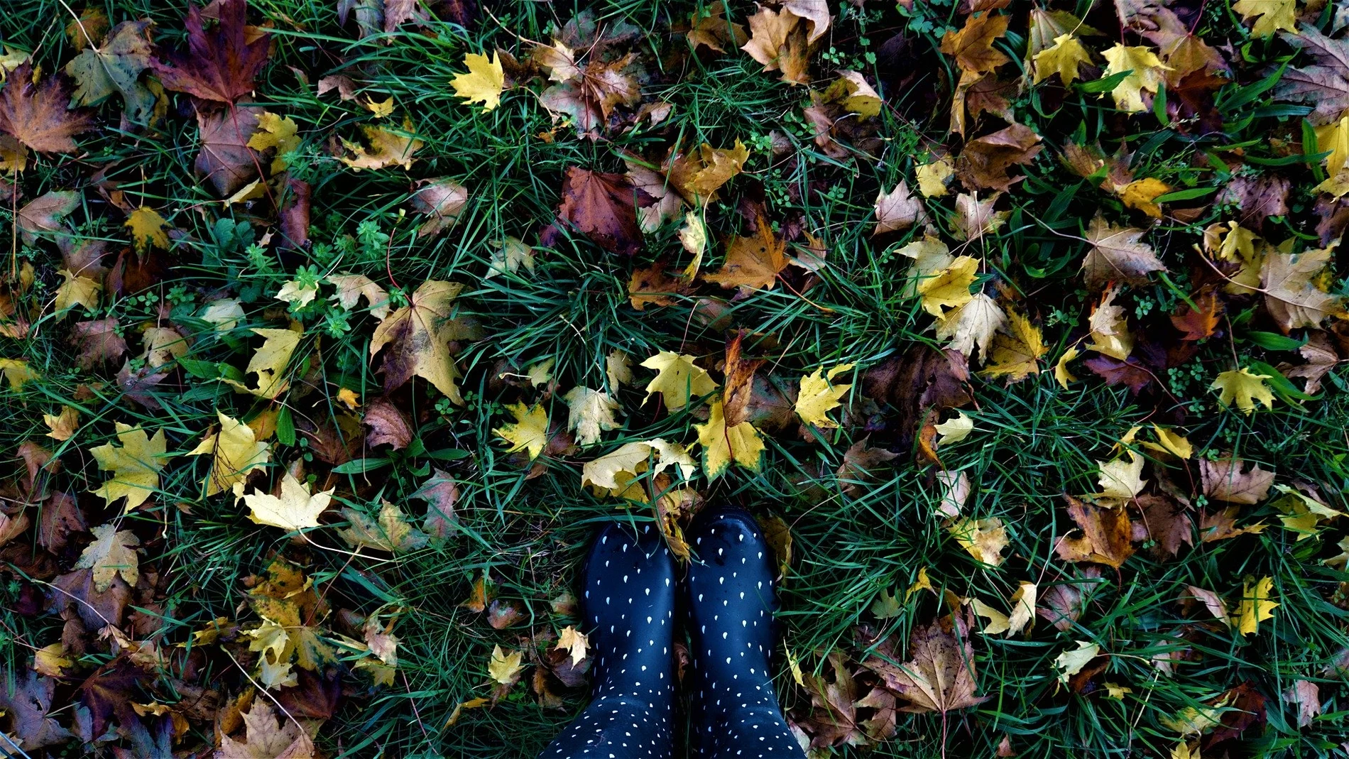 El tiempo en otoño de 2020: ¿Qué tiempo hará en septiembre, octubre y noviembre? El tiempo en otoño de 2020: ¿Qué tiempo hará en septiembre, octubre y noviembre?