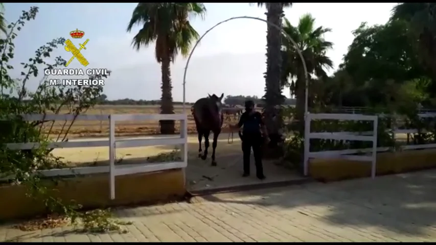 caballo