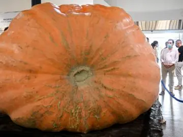 Una calabaza de media tonelada , récord de Andalucía Una calabaza de media tonelada , récord de Andalucía