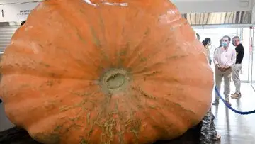 Calabaza gigante