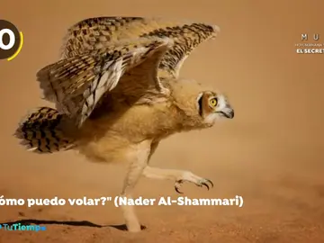 Estas son las fotografías más divertidas del mundo animal Estas son las fotografías más divertidas del mundo animal