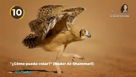 Estas son las fotografías más divertidas del mundo animal Estas son las fotografías más divertidas del mundo animal