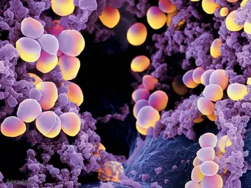 Imagen de bacterias Imagen de bacterias