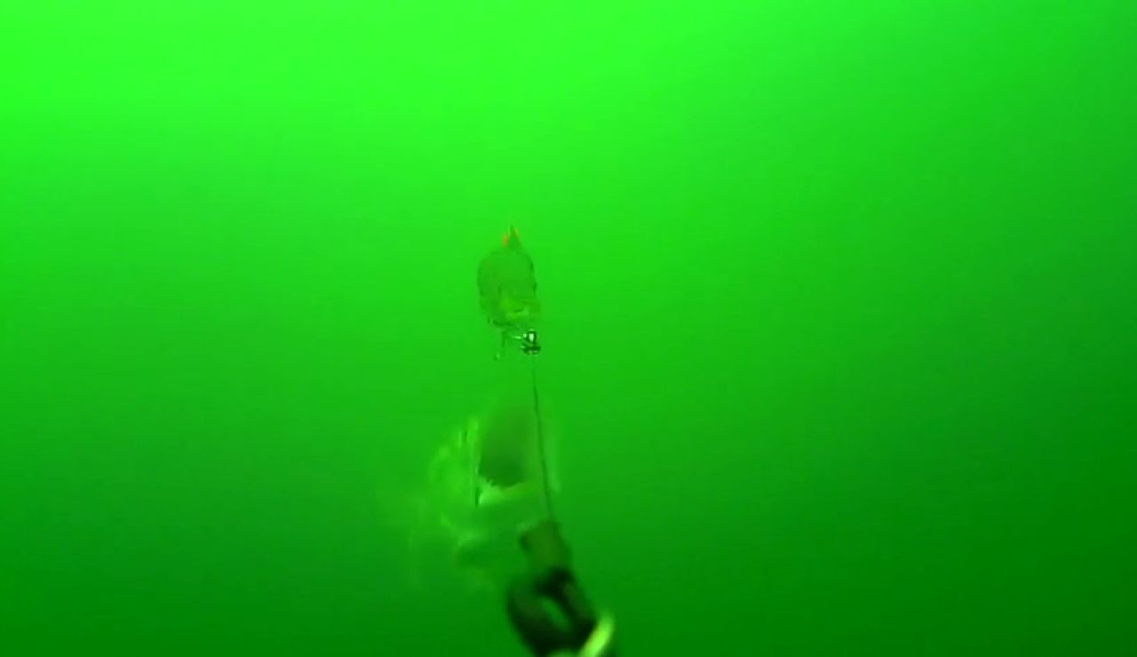 Un pez gigantesco emerge de las profundidades para devorar el cebo de un barco pesquero