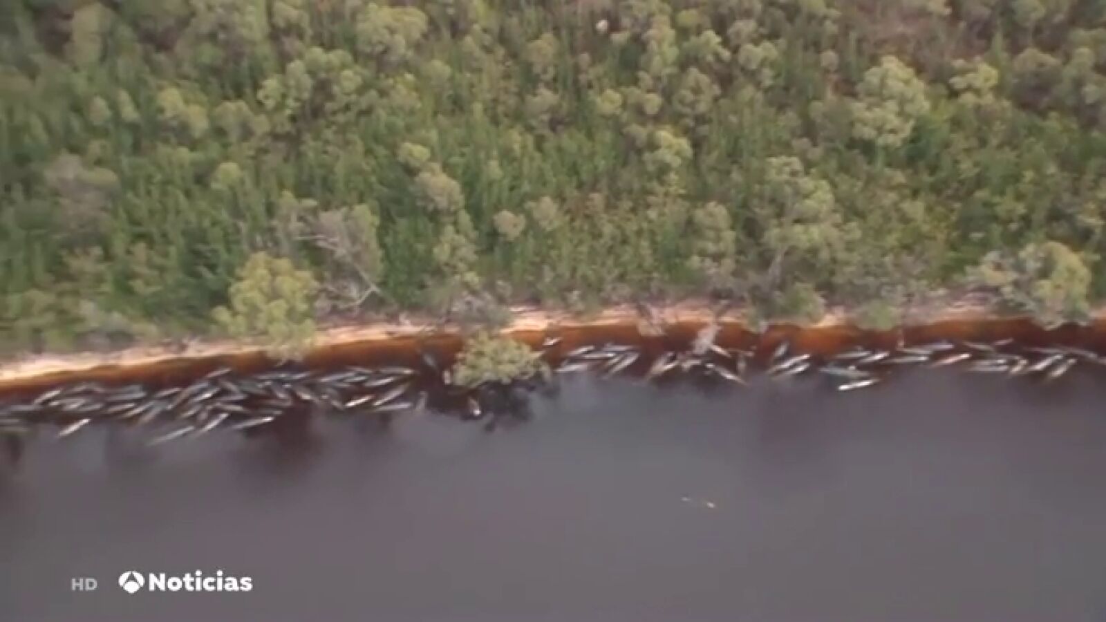 La misteriosa aparición de 500 ballenas en la costa de Australia 
