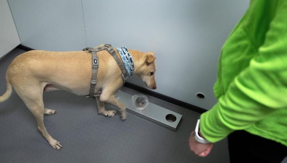 El aeropuerto de Helsinki utiliza perros para detectar el coronavirus en solo 10 segundos 
