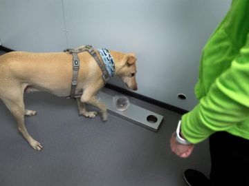 El aeropuerto de Helsinki utiliza perros para detectar el coronavirus en solo 10 segundos 