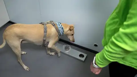 El aeropuerto de Helsinki utiliza perros para detectar el coronavirus en solo 10 segundos El aeropuerto de Helsinki utiliza perros para detectar el coronavirus en solo 10 segundos