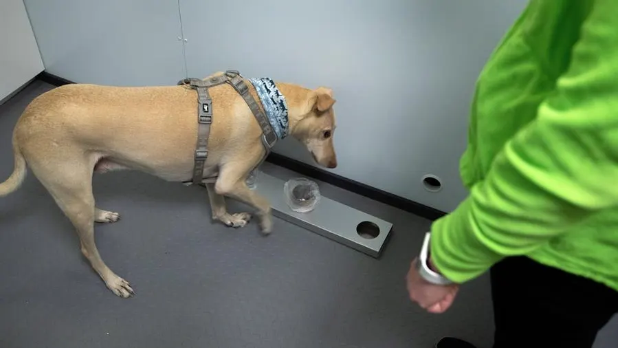 El aeropuerto de Helsinki utiliza perros para detectar el coronavirus en solo 10 segundos El aeropuerto de Helsinki utiliza perros para detectar el coronavirus en solo 10 segundos
