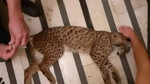 Capturan a un lince ibérico que deambulaba por las calles de Rociana del Condado (Huelva) Capturan a un lince ibérico que deambulaba por las calles de Rociana del Condado (Huelva)