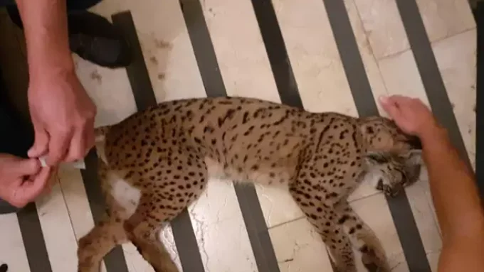 Capturan a un lince ibérico que deambulaba por las calles de Rociana del Condado (Huelva) Capturan a un lince ibérico que deambulaba por las calles de Rociana del Condado (Huelva)