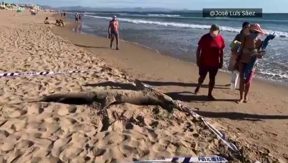  Encuentran a un tiburón de 270 kilos en una playa de Guardamar 