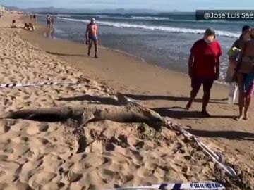  Encuentran a un tiburón de 270 kilos en una playa de Guardamar 