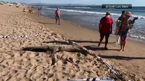 Encuentran a un tiburón de 270 kilos en una playa de Guardamar Encuentran a un tiburón de 270 kilos en una playa de Guardamar