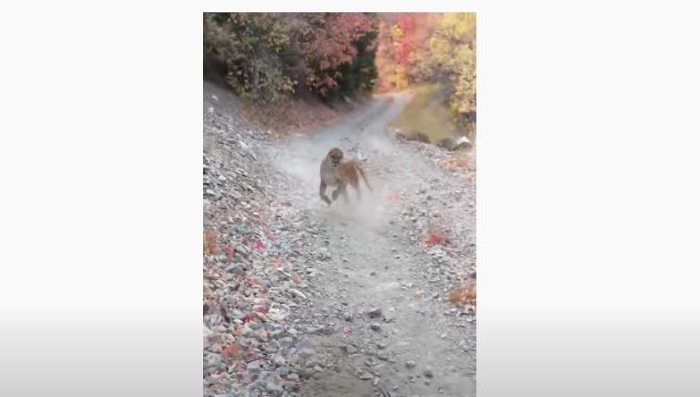 Secuencia del puma persiguiendo a un runner en Utah