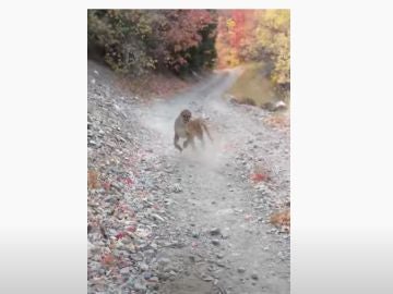 Secuencia del puma persiguiendo a un runner en Utah