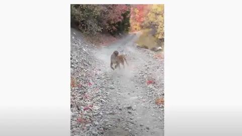 Secuencia del puma persiguiendo a un runner en Utah Secuencia del puma persiguiendo a un runner en Utah